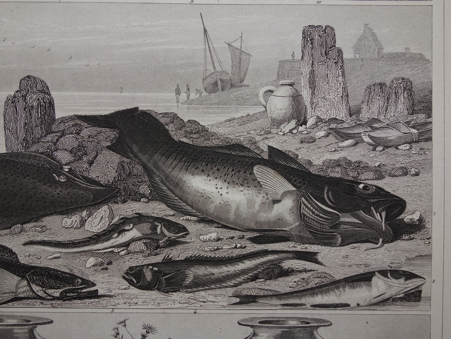VISSEN Set van 2 originele antieke gravures 1849 Prenten Vis Vissoorten Oude Prints