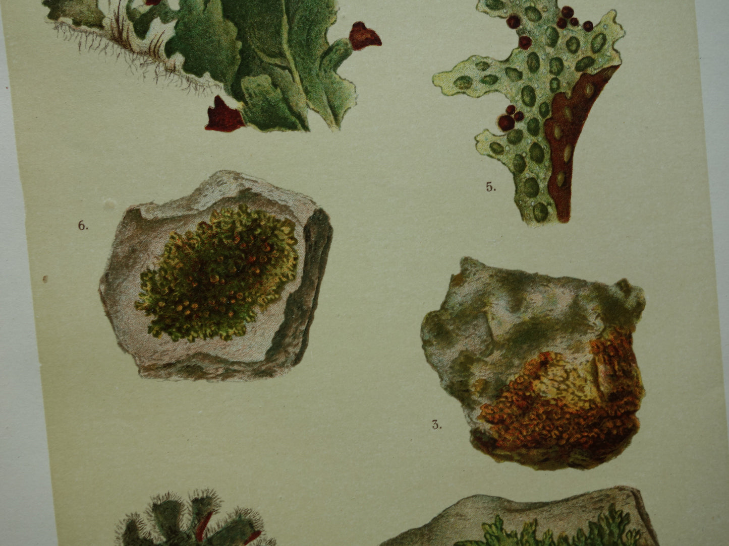Oude botanische prenten van korstmossen 1911 originele antieke korstmos illustratie vintage Duitse botanie prenten set van 2