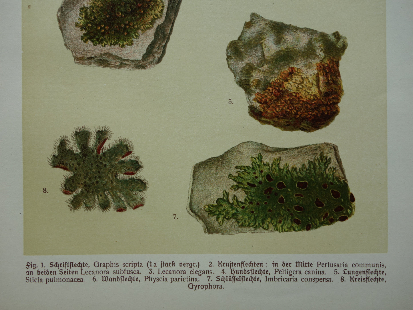 Oude botanische prenten van korstmossen 1911 originele antieke korstmos illustratie vintage Duitse botanie prenten set van 2
