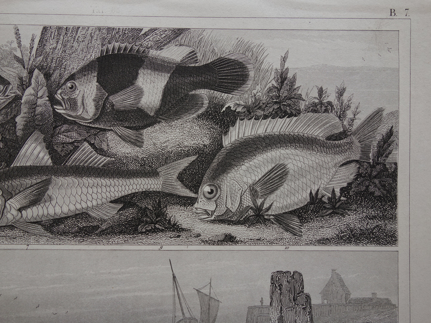 VISSEN Set van 2 originele antieke gravures 1849 Prenten Vis Vissoorten Oude Prints