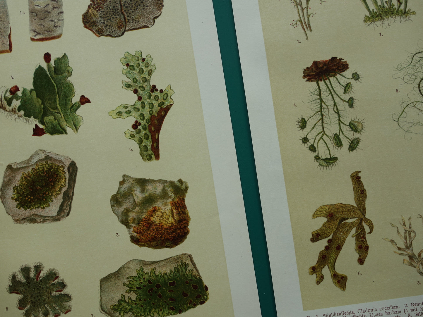 Oude botanische prenten van korstmossen 1911 originele antieke korstmos illustratie vintage Duitse botanie prenten set van 2
