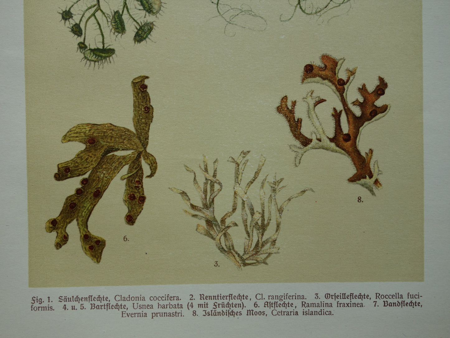 Oude botanische prenten van korstmossen 1911 originele antieke korstmos illustratie vintage Duitse botanie prenten set van 2