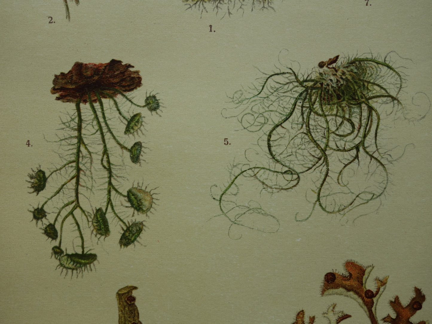 Oude botanische prenten van korstmossen 1911 originele antieke korstmos illustratie vintage Duitse botanie prenten set van 2