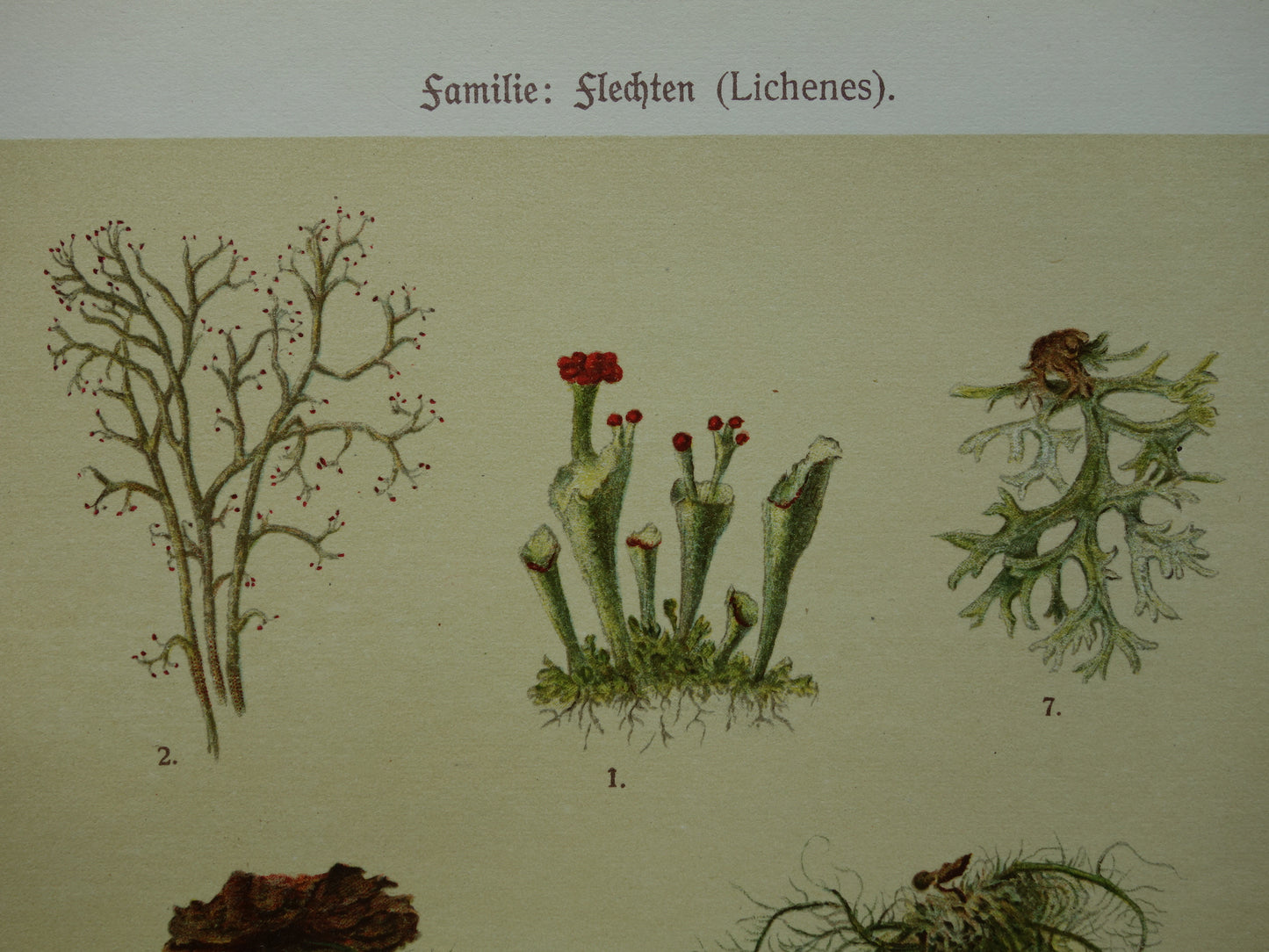 Oude botanische prenten van korstmossen 1911 originele antieke korstmos illustratie vintage Duitse botanie prenten set van 2