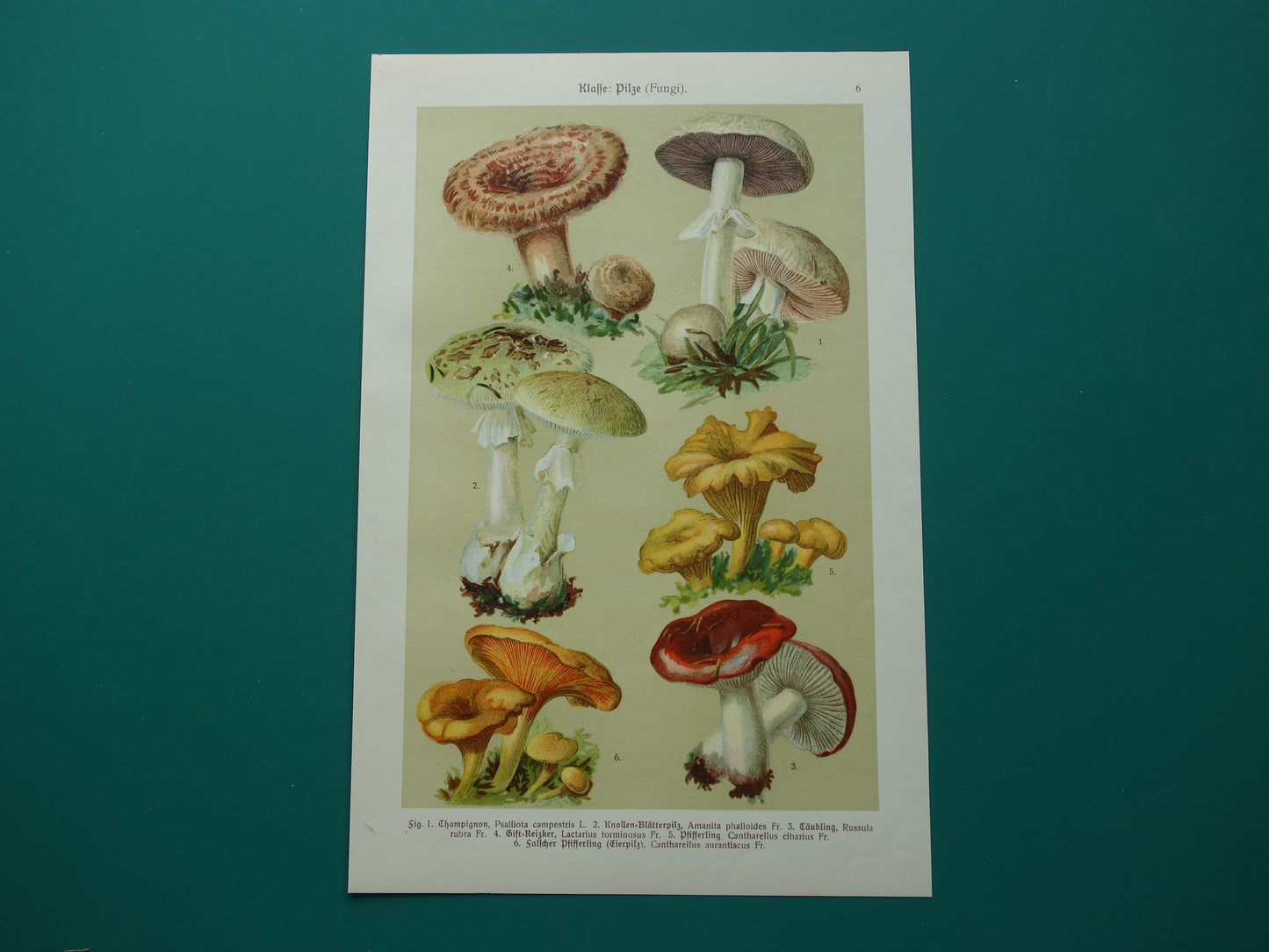 Oude botanische prent Paddenstoelen 1911 originele antieke Paddenstoel illustratie Duitse botanie prenten