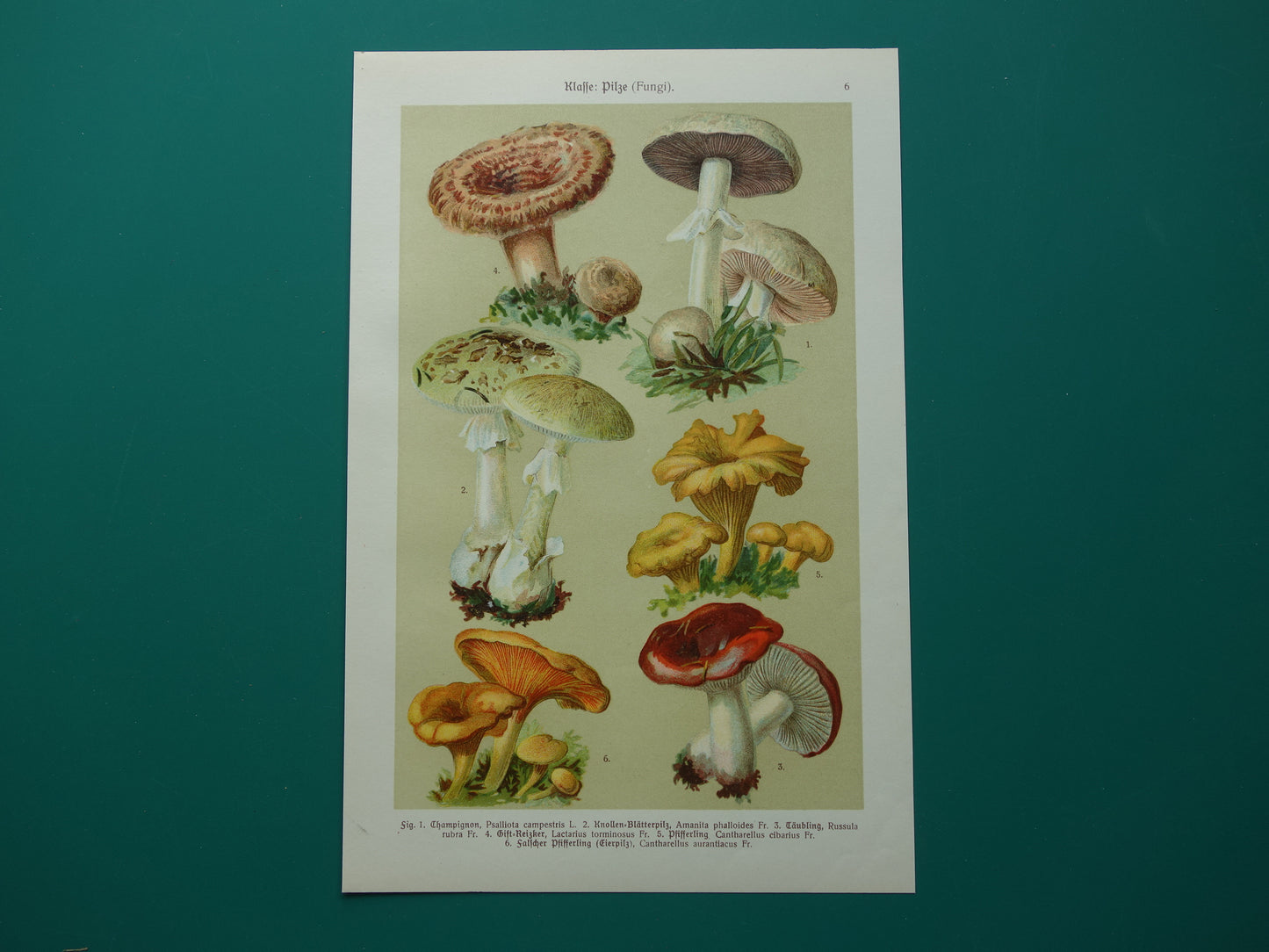Oude botanische prent Paddenstoelen 1911 originele antieke Paddenstoel illustratie Duitse botanie prenten