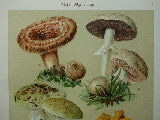 Oude botanische prent Paddenstoelen 1911 originele antieke Paddenstoel illustratie Duitse botanie prenten