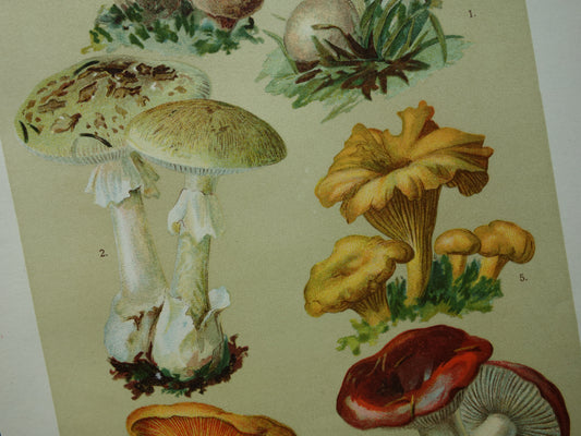 Oude botanische prent Paddenstoelen 1911 originele antieke Paddenstoel illustratie Duitse botanie prenten