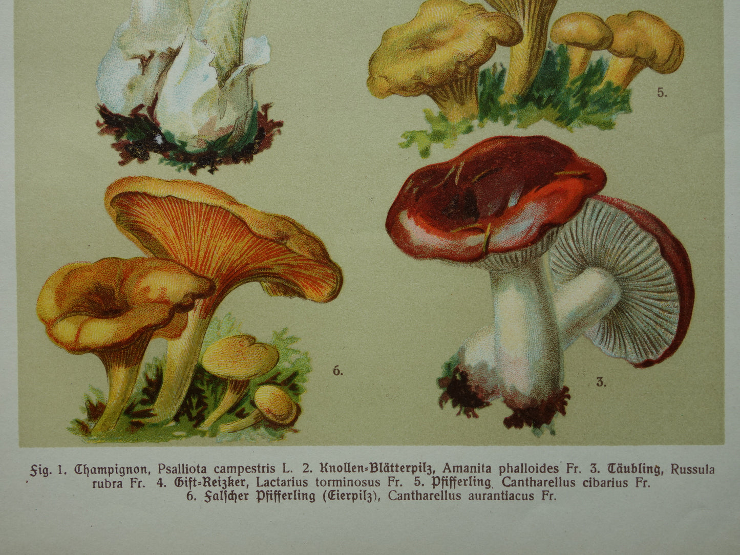 Oude botanische prent Paddenstoelen 1911 originele antieke Paddenstoel illustratie Duitse botanie prenten