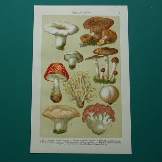 Antieke Paddenstoelen prent oude botanische print uit het jaar 1911 originele Paddenstoel illustratie Duitse botanie prenten