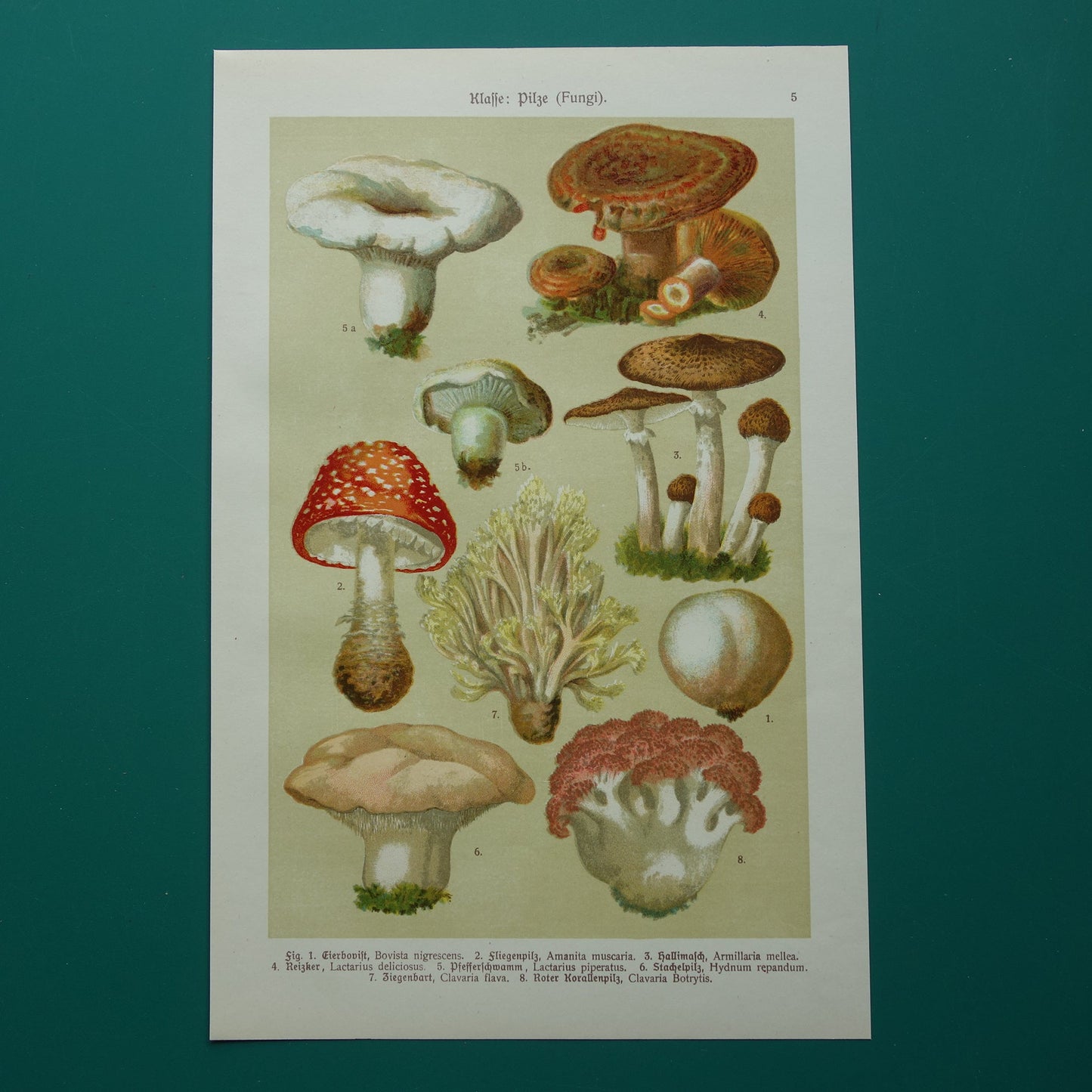 Antieke Paddenstoelen prent oude botanische print uit het jaar 1911 originele Paddenstoel illustratie Duitse botanie prenten
