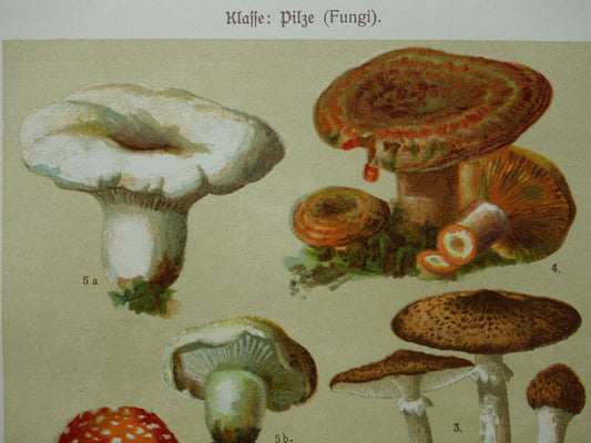 Antique Mushrooms print, old botanical print from the year 1911, original Mushroom illustration, German botany prints