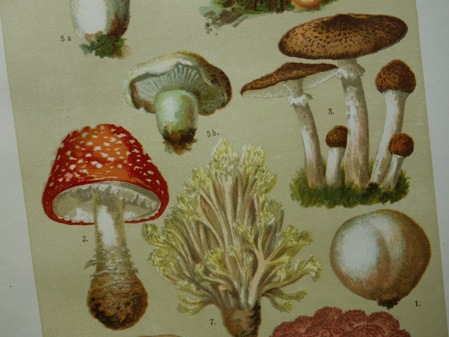 Antieke Paddenstoelen prent oude botanische print uit het jaar 1911 originele Paddenstoel illustratie Duitse botanie prenten