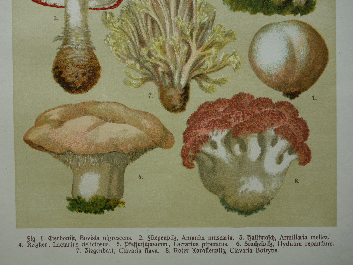 Antieke Paddenstoelen prent oude botanische print uit het jaar 1911 originele Paddenstoel illustratie Duitse botanie prenten