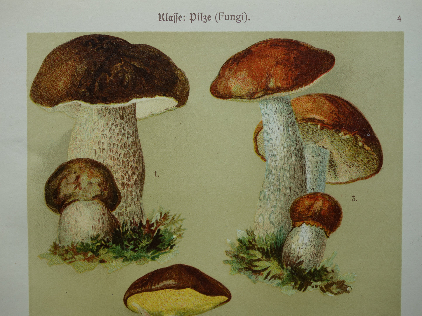 Antieke prent van Paddenstoelen oude botanische prent uit het jaar 1911 originele Paddenstoel illustratie Duitse botanie print