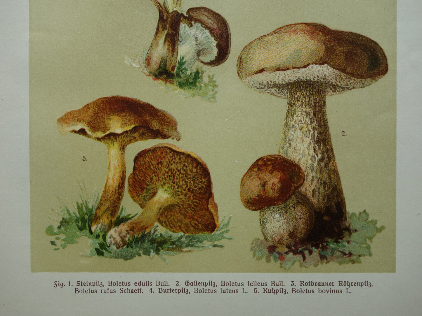 Antieke prent van Paddenstoelen oude botanische prent uit het jaar 1911 originele Paddenstoel illustratie Duitse botanie print