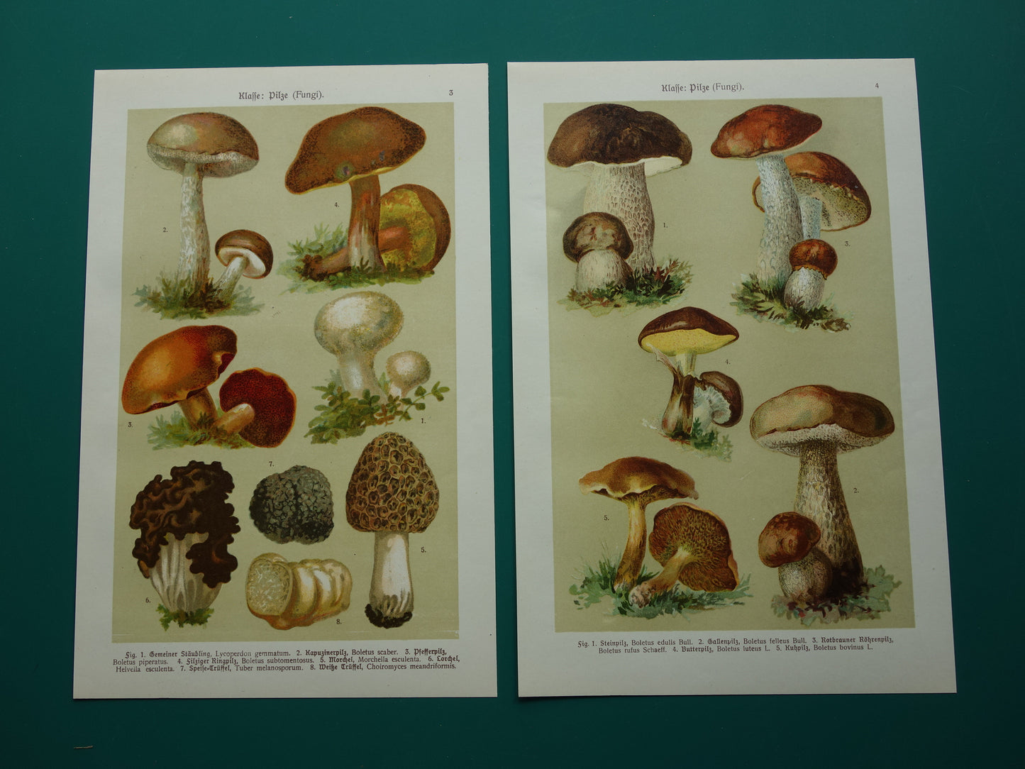 Antieke prent van Paddenstoelen oude botanische prent uit het jaar 1911 originele Paddenstoel illustratie Duitse botanie print
