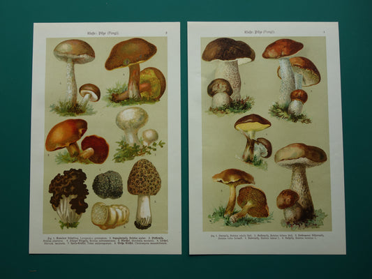 Antieke prent van Paddenstoelen oude botanische prent uit het jaar 1911 originele Paddenstoel illustratie Duitse botanie print
