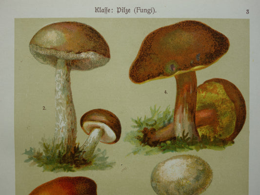 Antique print of Mushrooms old botanical print from the year 1911 original Mushroom illustration German botany print