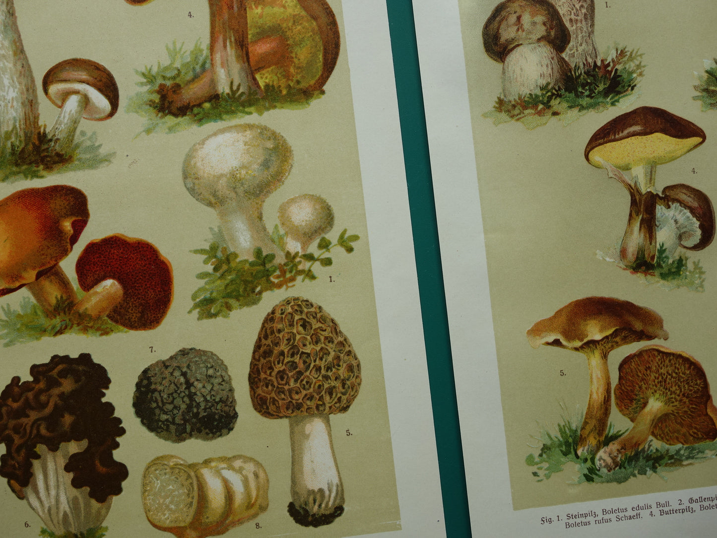 Antieke prent van Paddenstoelen oude botanische prent uit het jaar 1911 originele Paddenstoel illustratie Duitse botanie print