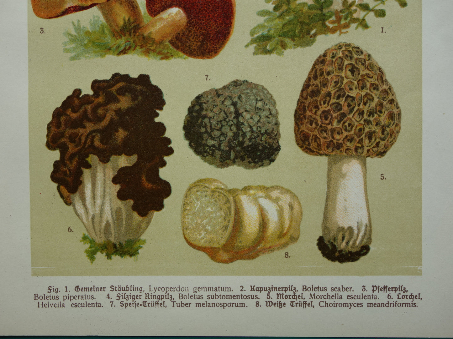 Antieke prent van Paddenstoelen oude botanische prent uit het jaar 1911 originele Paddenstoel illustratie Duitse botanie print
