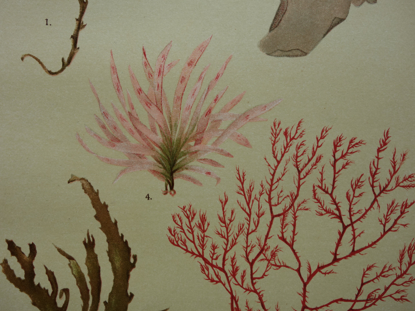 ALGEN Oude botanische prenten set van twee 1911 originele antieke illustratie Mossen planten