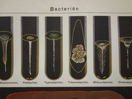 Oude Nederlandse prent over bacteriën Antieke illustratie bacterie reageerbuis wetenschappelijke experimenten bacillen ziekten print