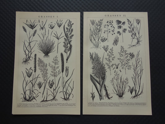 GRAS oude prenten van grassoorten uit het jaar 1908 - originele antieke illustratie - set van 2 vintage prints over grassen