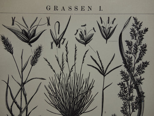 GRAS oude prenten van grassoorten uit het jaar 1908 - originele antieke illustratie - set van 2 vintage prints over grassen