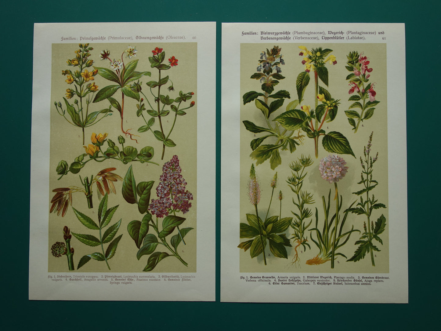 Oude botanische prenten set van twee 1911 originele antieke illustratie gele en roze bloemen planten