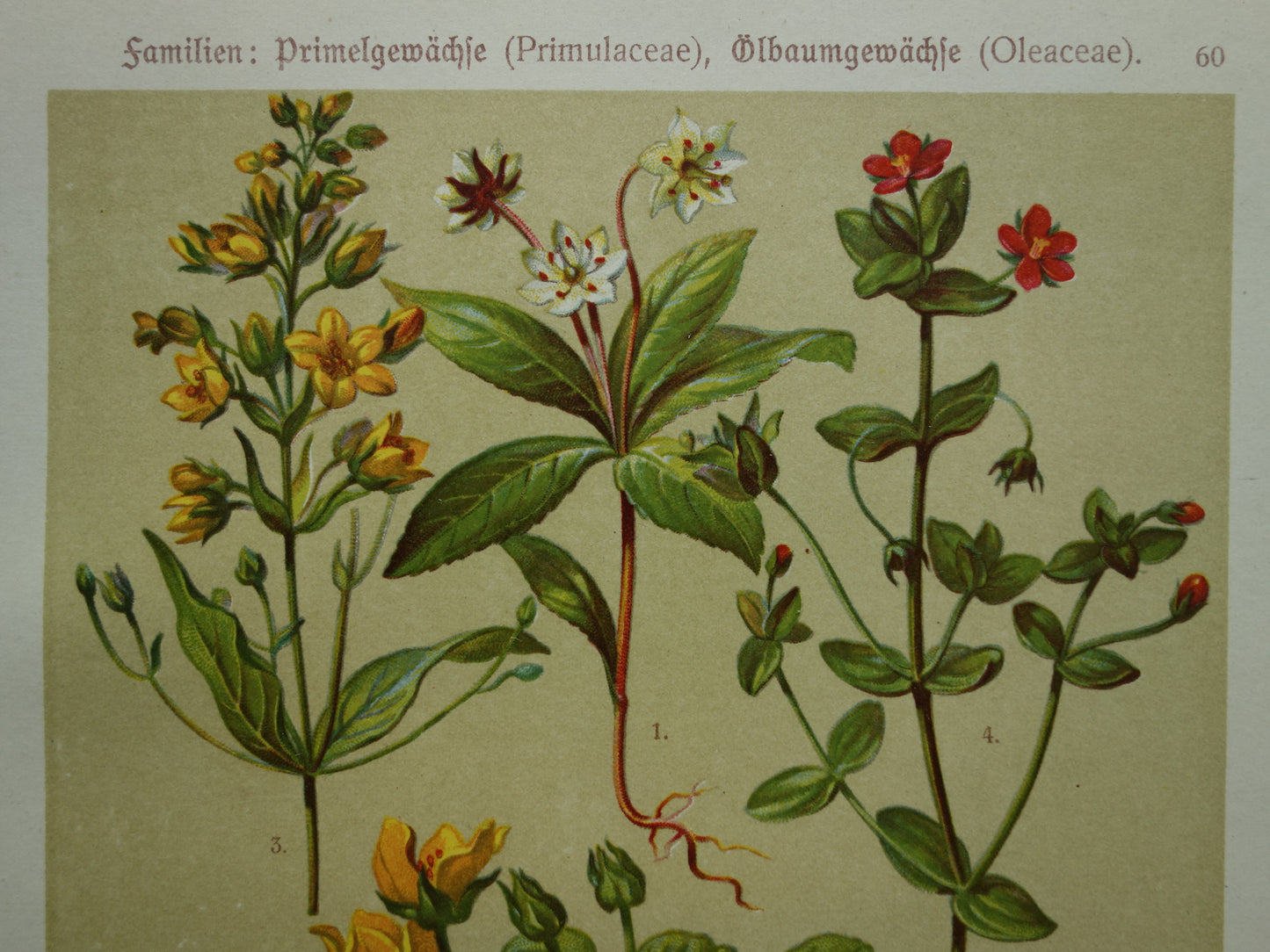 Oude botanische prenten set van twee 1911 originele antieke illustratie gele en roze bloemen planten