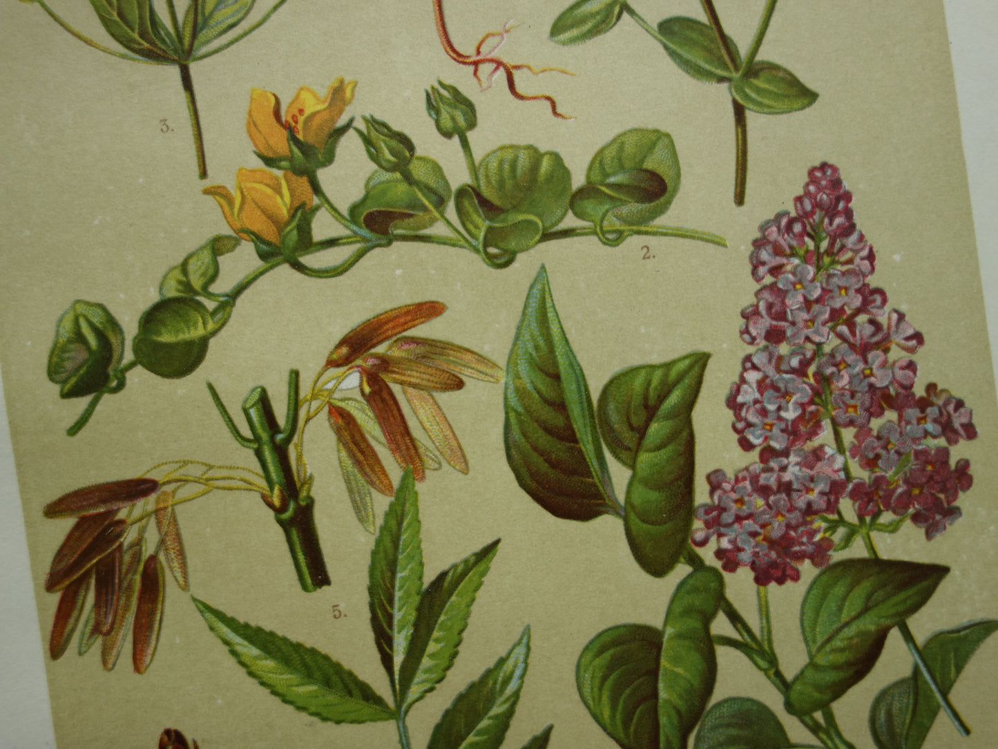 Oude botanische prenten set van twee 1911 originele antieke illustratie gele en roze bloemen planten