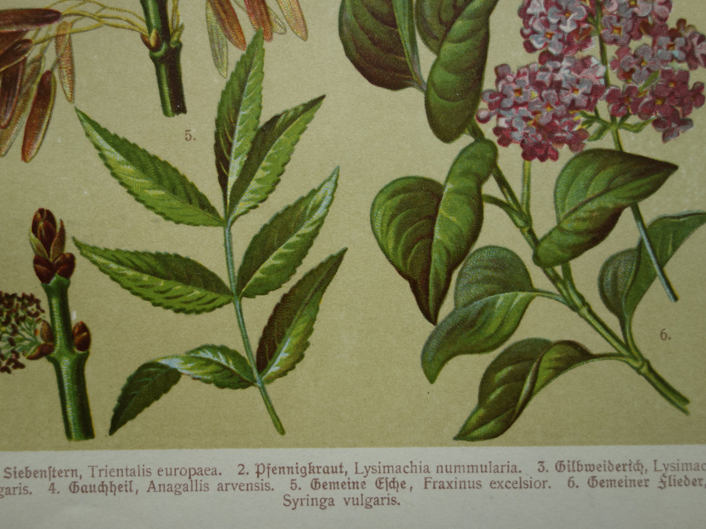 Oude botanische prenten set van twee 1911 originele antieke illustratie gele en roze bloemen planten