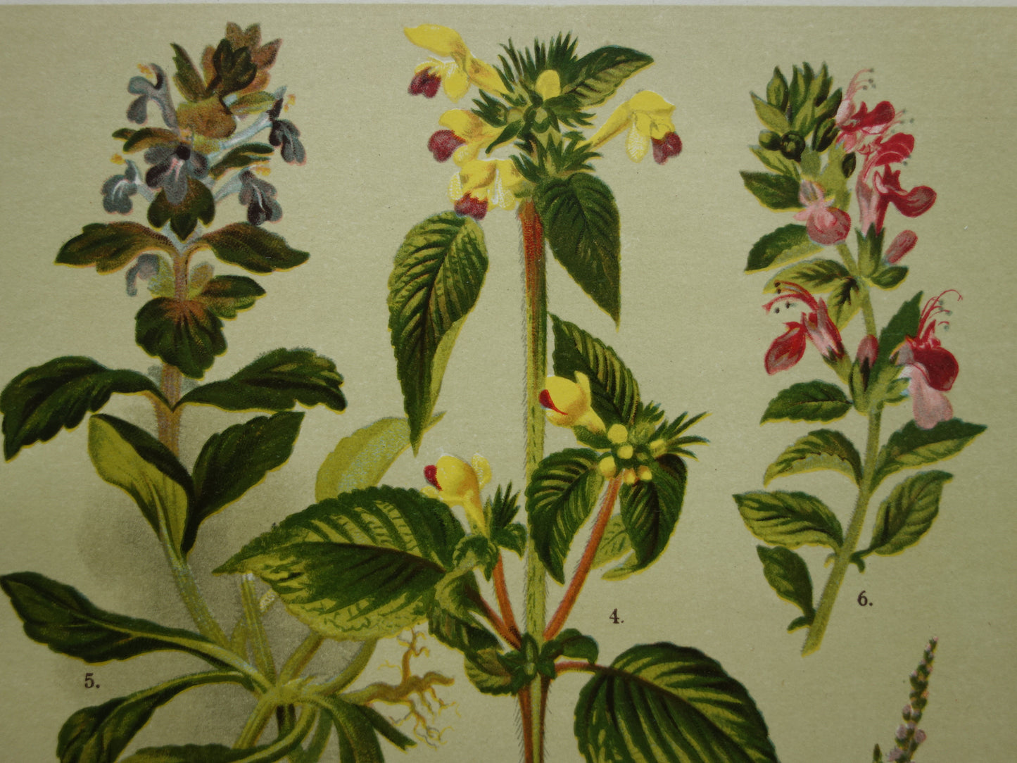 Oude botanische prenten set van twee 1911 originele antieke illustratie gele en roze bloemen planten
