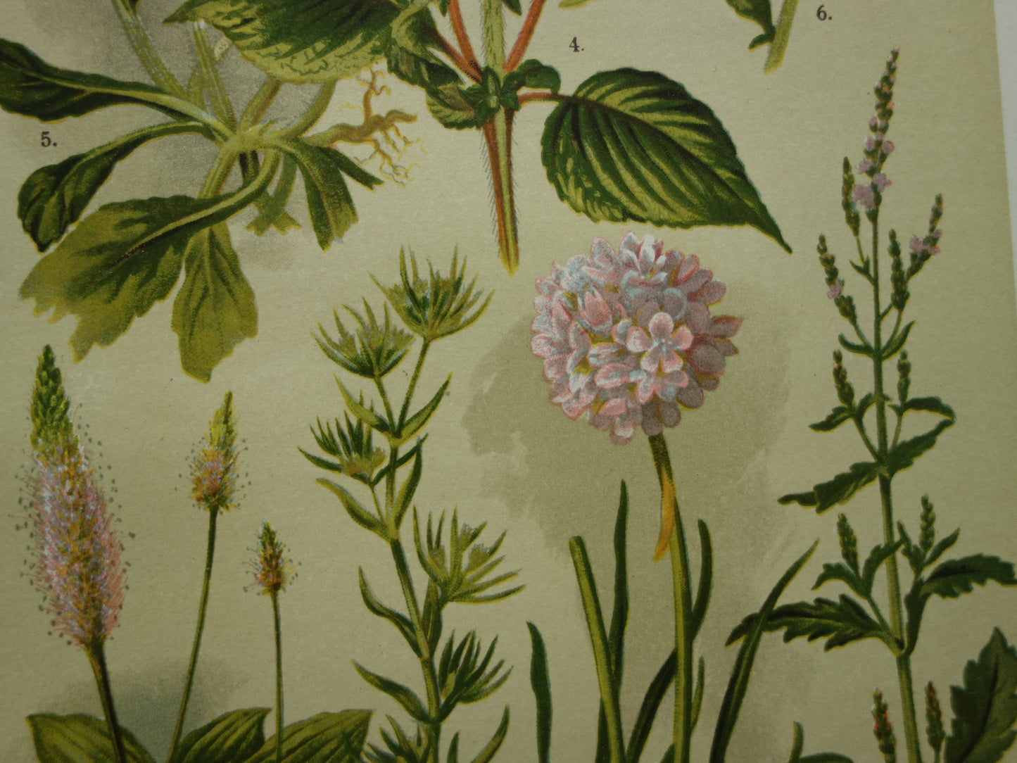 Oude botanische prenten set van twee 1911 originele antieke illustratie gele en roze bloemen planten