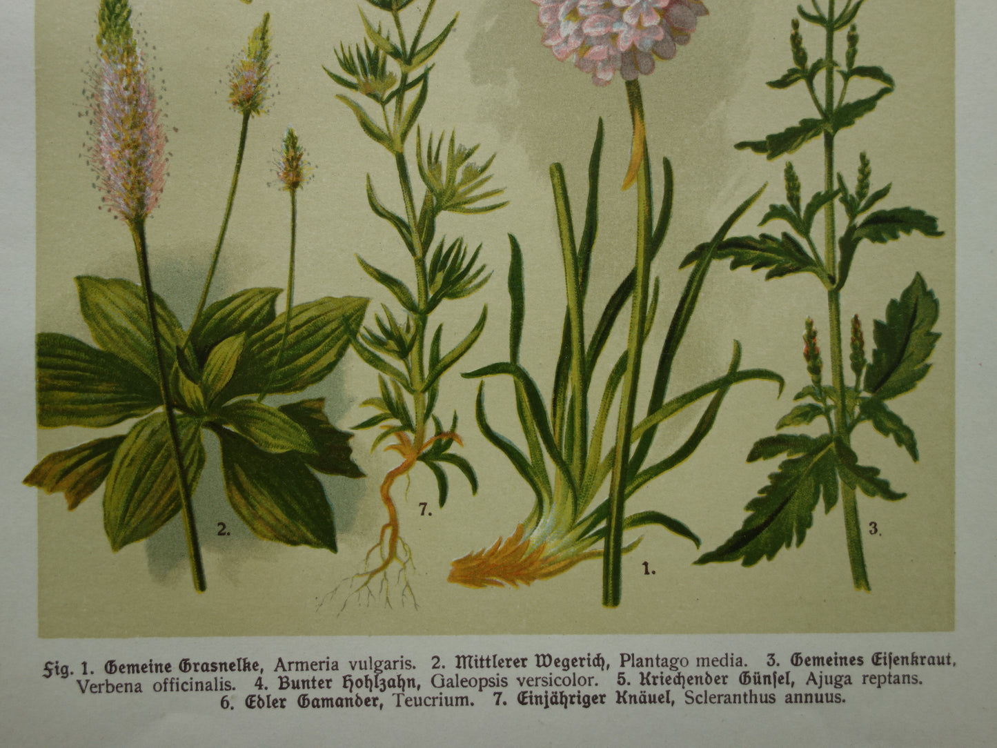 Oude botanische prenten set van twee 1911 originele antieke illustratie gele en roze bloemen planten