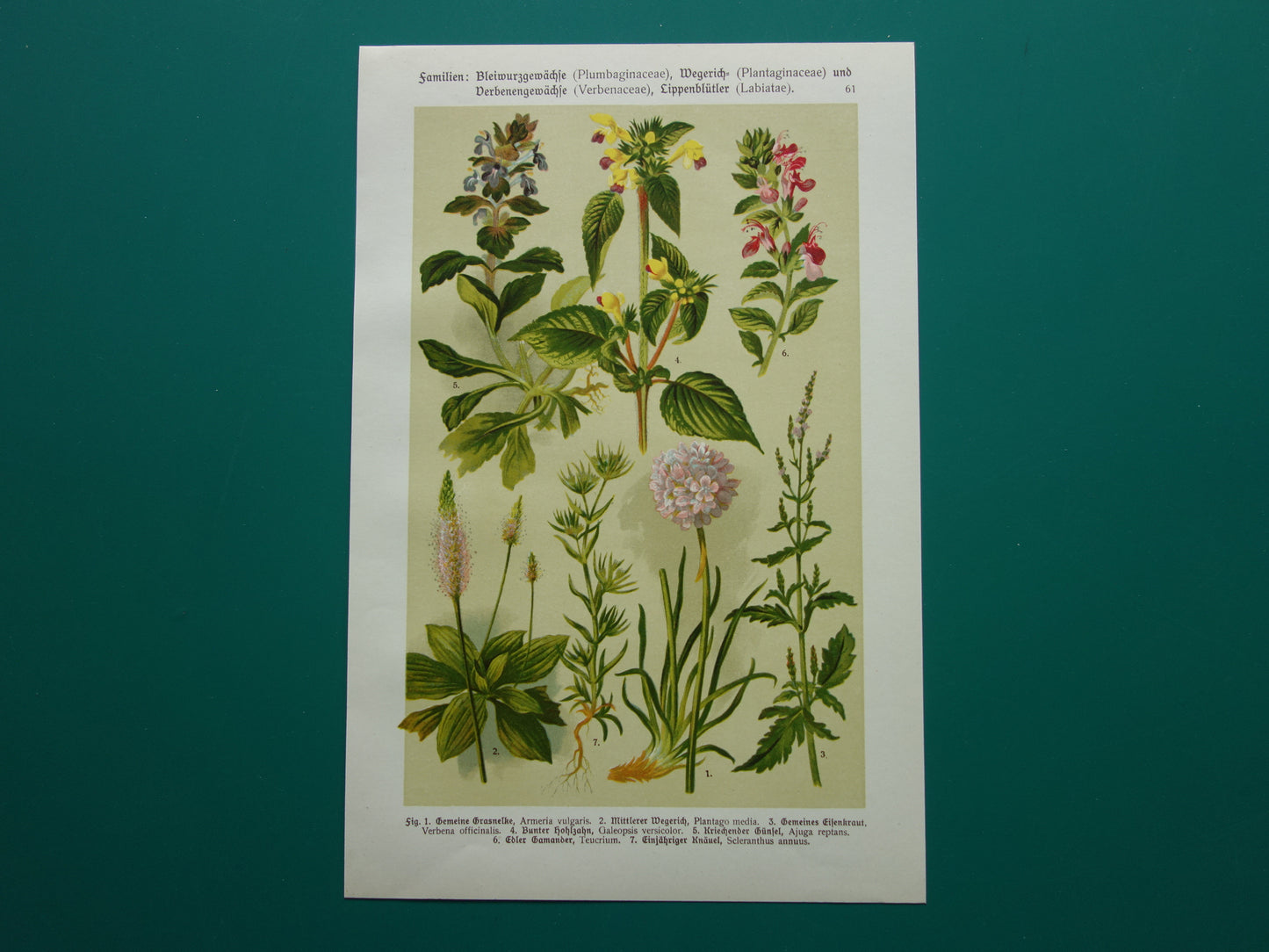 Oude botanische prenten set van twee 1911 originele antieke illustratie gele en roze bloemen planten