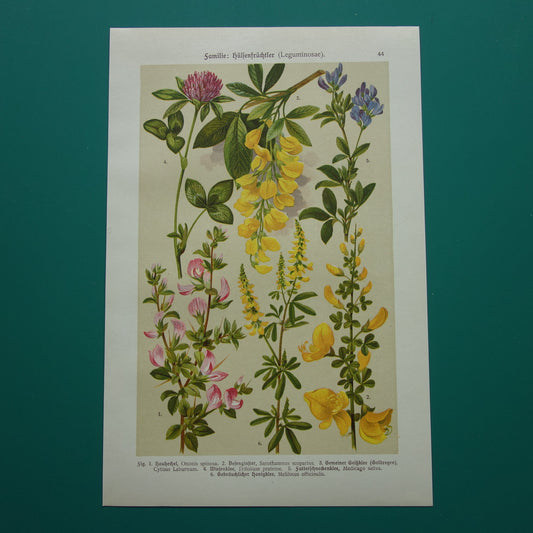 Vintage botanische prent Goudenregen - originele oude illustratie Brem Kattendoorn - botanie prenten bloemen