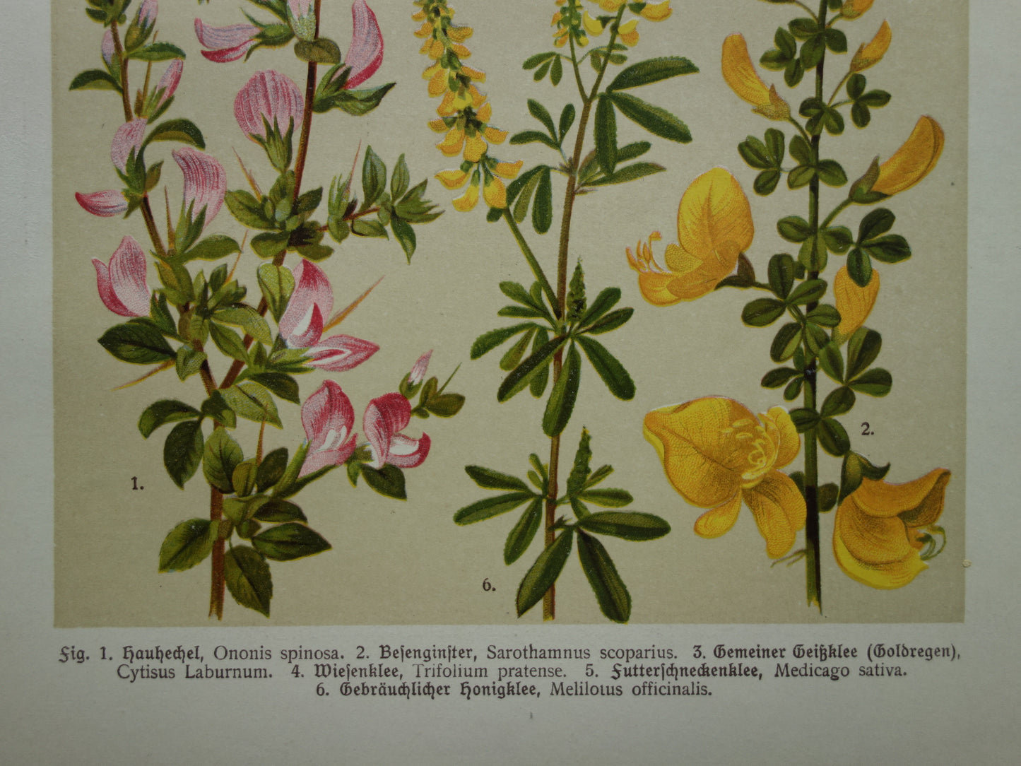 Vintage botanische prent Goudenregen - originele oude illustratie Brem Kattendoorn - botanie prenten bloemen