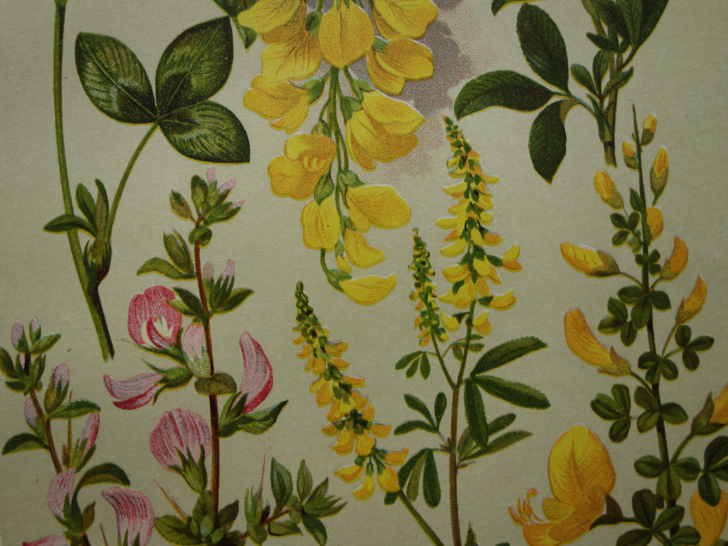 Vintage botanische prent Goudenregen - originele oude illustratie Brem Kattendoorn - botanie prenten bloemen