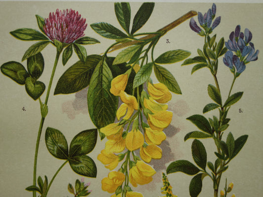 Vintage botanical print Laburnum - original old illustration Broom Cat's-thorn - botany prints flowers