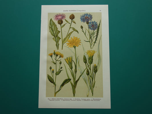 Oude botanische prent Korenbloem Bitterkruid originele antieke illustratie Schorseneer botanie prenten bloemen