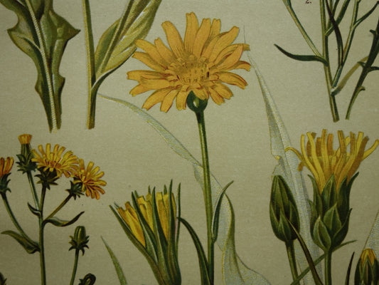 Oude botanische prent Korenbloem Bitterkruid originele antieke illustratie Schorseneer botanie prenten bloemen