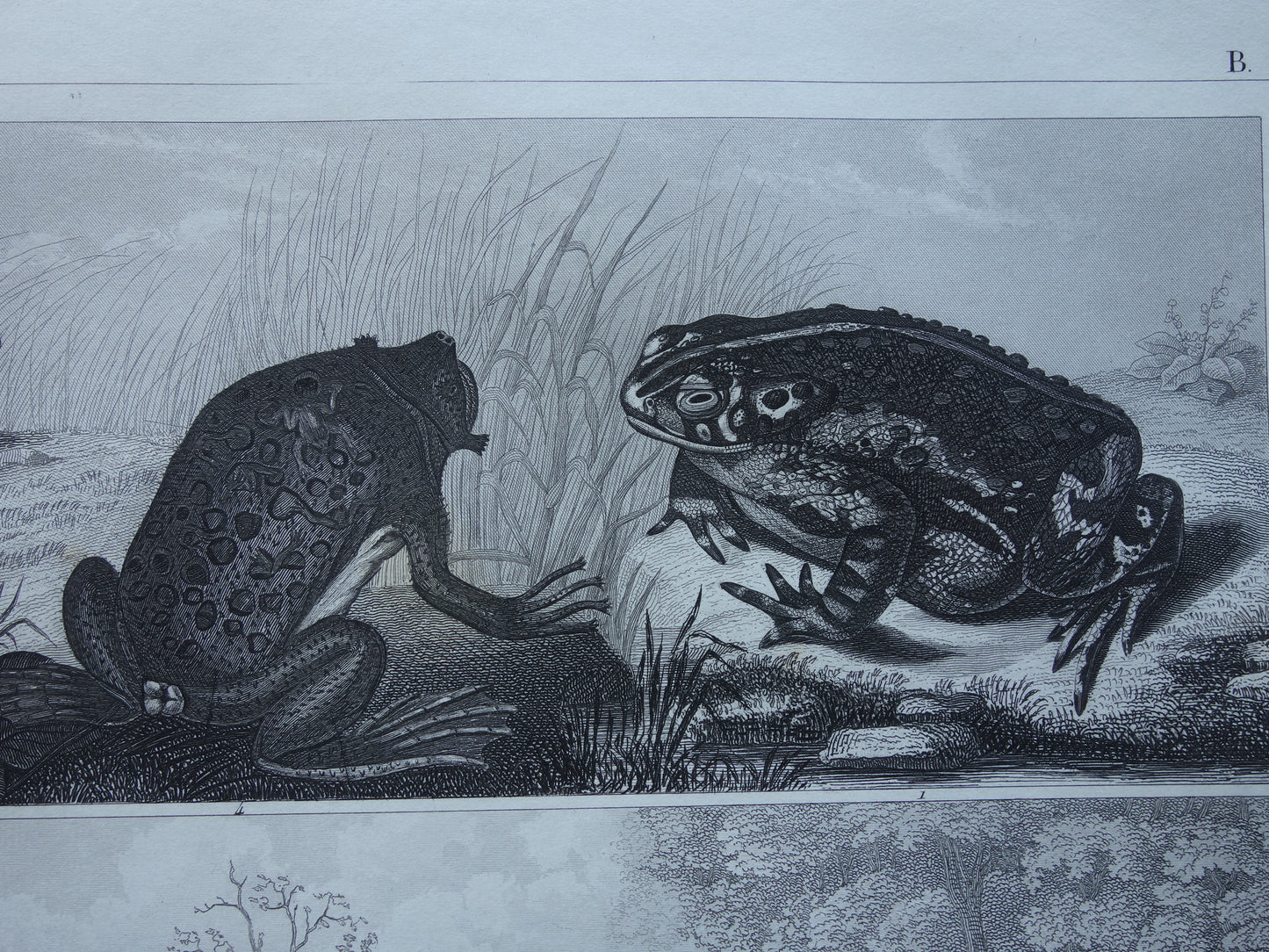 Frog Snake Turtle old reptile print from the year 1849 original antique Frogs Toads Snakes illustration vintage prints