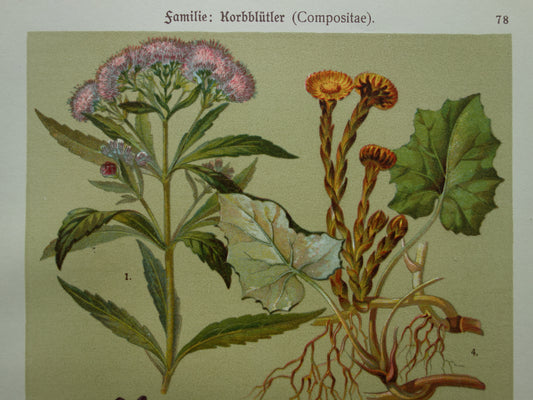 Oude botanische prent Koninginnekruid Klein hoefblad uit 1911 originele antieke illustratie roze bloemen botanie prenten bloem