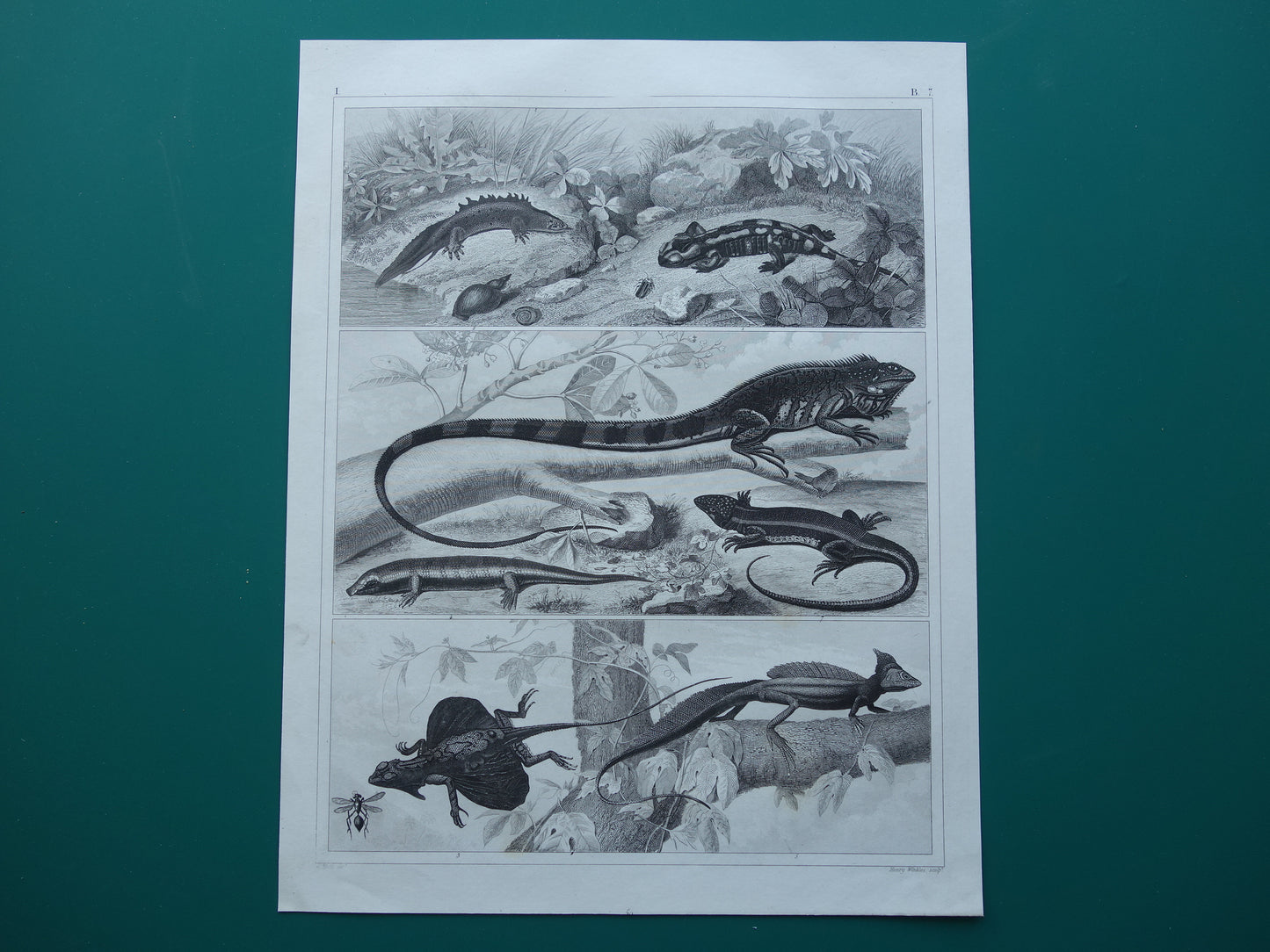 SALAMANDER LIZARD Old reptile print from the year 1849 original antique illustration Lizards Salamanders vintage prints