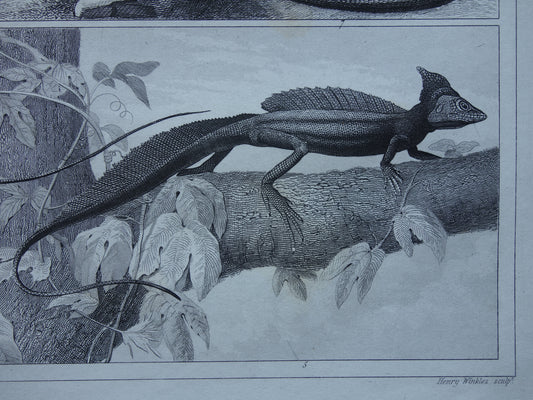 Kroonbasilisk oude antieke prent print