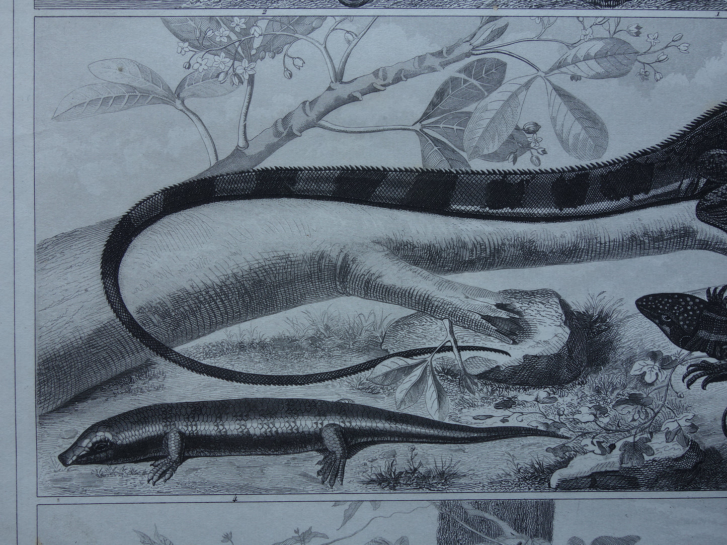 SALAMANDER LIZARD Old reptile print from the year 1849 original antique illustration Lizards Salamanders vintage prints