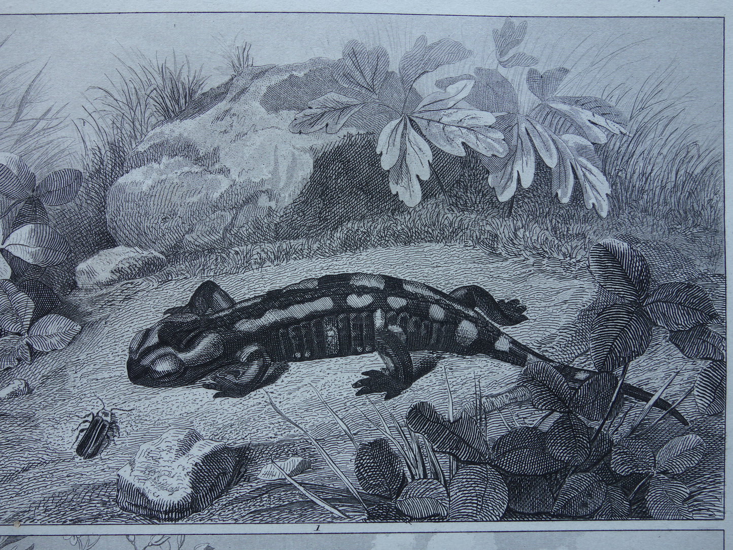 SALAMANDER LIZARD Old reptile print from the year 1849 original antique illustration Lizards Salamanders vintage prints