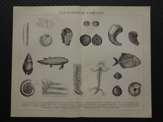 Oude prent van FOSSIELEN uit het Paleozoïcum Siluur Perm Devoon Antieke Nederlandse Illustratie Prints